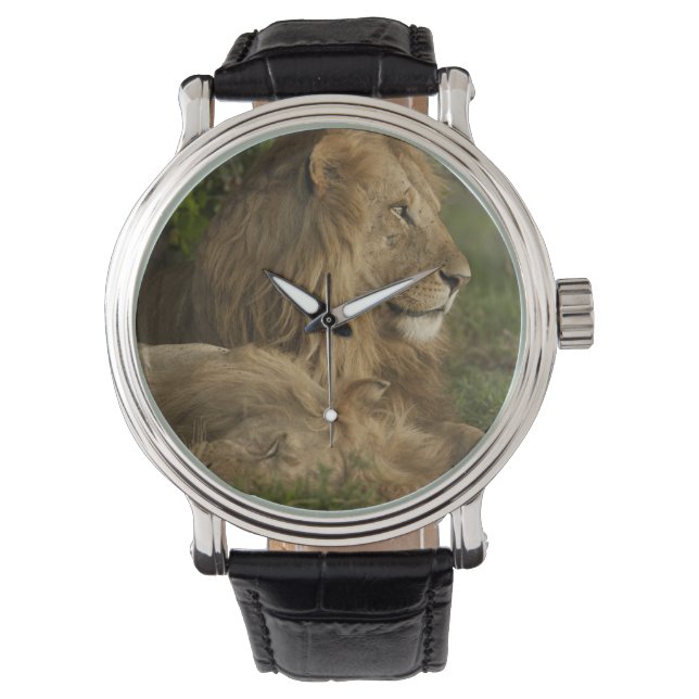 Montre Lion, Panthera leo, Lower Mara, Masai Mara GR, (devant)
