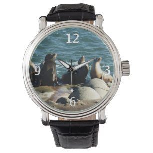Montre Lions de la mer de San Diego