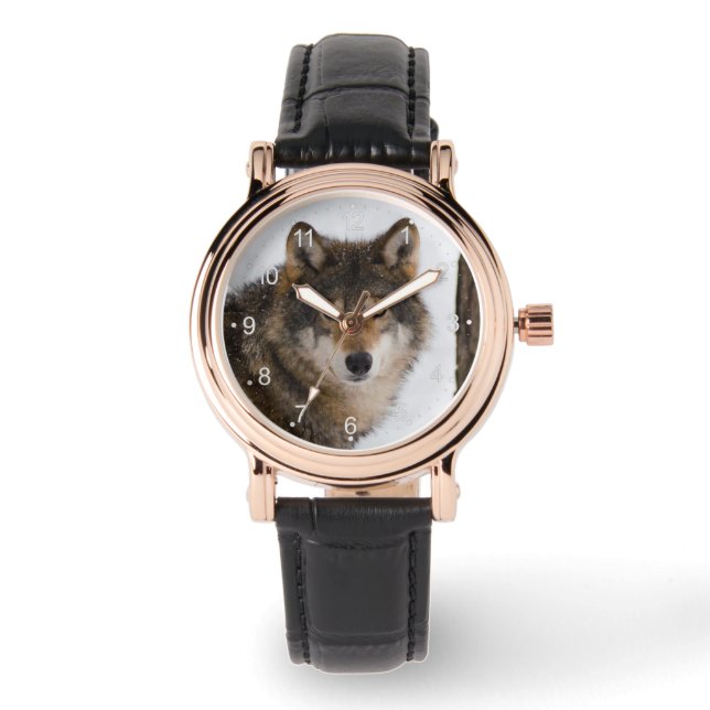 Montre Loup gris européen (Recto)