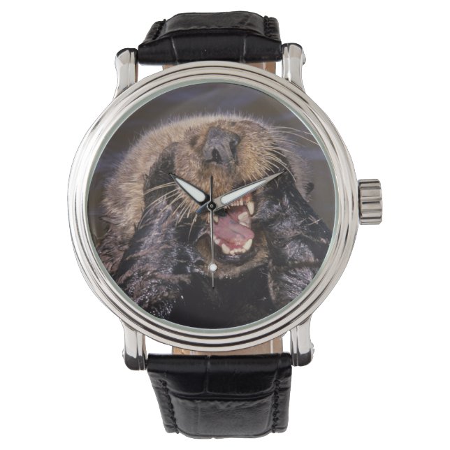 Montre Loutres de mer, Enhydra lutris 6 (devant)