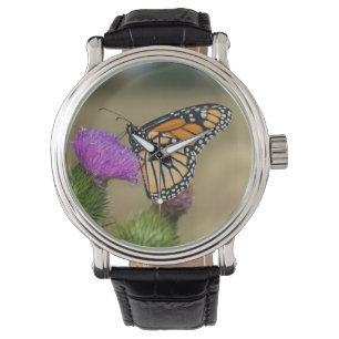 Montre Monarque sur Prairie de Chardons de Prairie Ridge