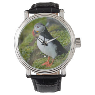 Montre Norvège, archipel de Svalbard, Spitsbergen 9