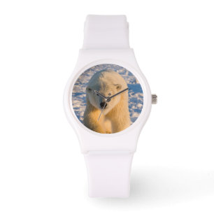 Montre ours polaire, Ursus maritimus, ours polaire sur gl
