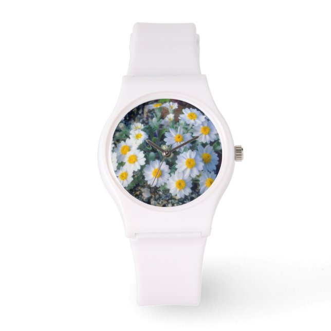 Montre Pâquerettes laineuses fleurs sauvages (Recto)