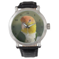 Parrot caïque à ventre blanc mou