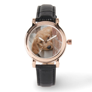 Montre Peecing de Goldendoodle