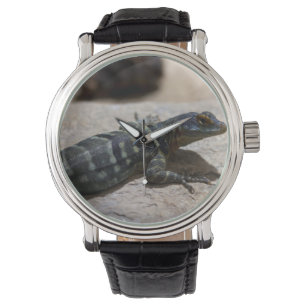 Montre Petrosaurus thalassinus
