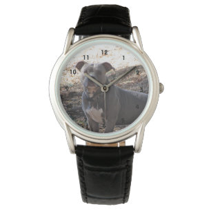 Montre Pitbull du noeud bleu