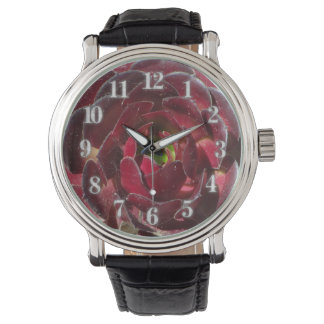 Montre Plante côtier Photo Rouge Bourgogne Succulent