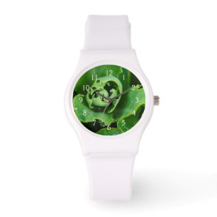 Montre Plante succulente en gros plan avec des gouttelett