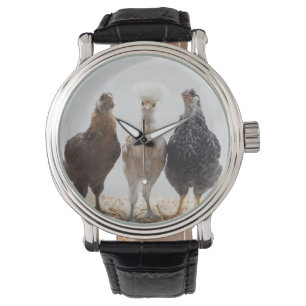 Montre Portrait de trois poulets d'animal familier
