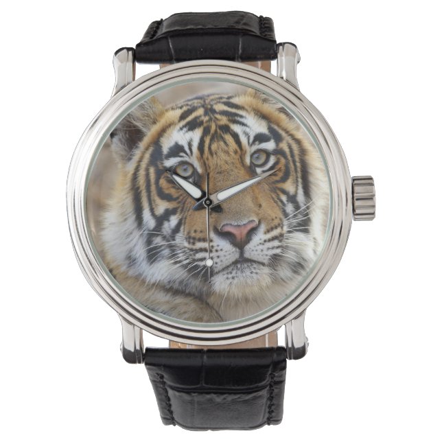 Montre Portrait du Tigre royal du Bengale, Ranthambhor (devant)