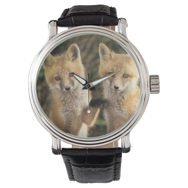 Montre Pup Red Fox devant den Vulpes vulpes) (devant)