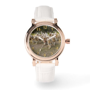 Montre Quand Les Moutons Reviennent Marcher À La Maison,
