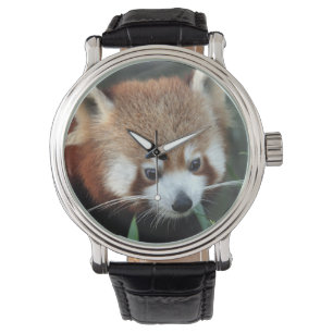 Montre Red Panda, Zoo de Taronga, Sydney, Australie