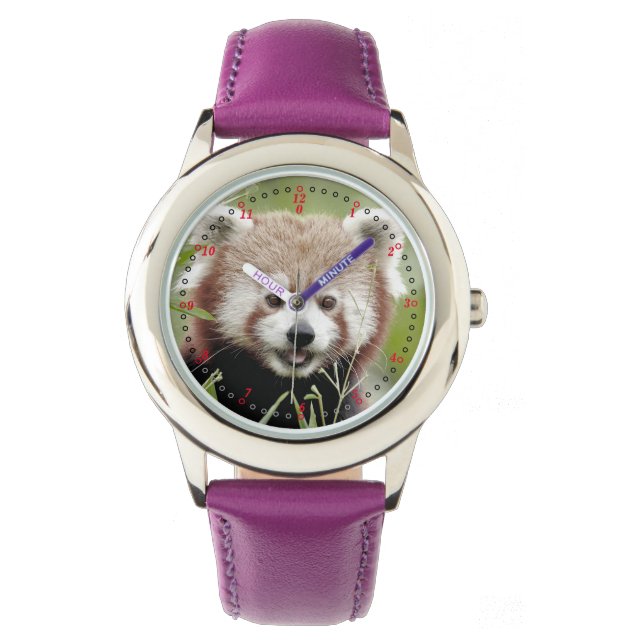 Montre Regardez la photo panda rouge. Panda roux. (devant)