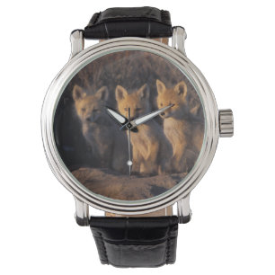 Montre renard rouge, Vulpes vulpes, kits