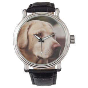 Montre Retriever du Labrador