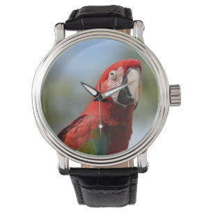 Montre Rouge écarlate Macaw
