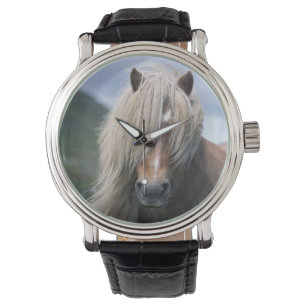 Montre Royaume-Uni, Écosse, îles Shetland, poney Shetland
