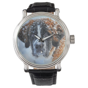 Montre Saint Bernard dans la neige