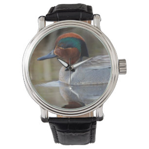 Montre Sarcelle à ailes vertes