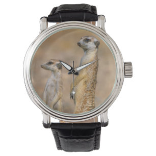 Montre Sentinelles Meerkat (Suricata Suricatta), Karas