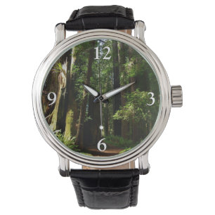 Montre Séquoias et fougères au parc national de Redwood