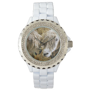 MONTRE SHEEP