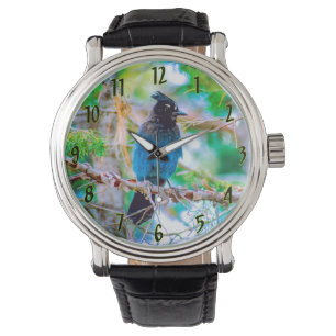 Montre Steller's Jay - Photographie originale