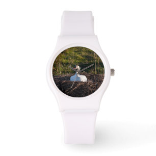 Montre Swan sur nid