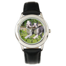 Sympa drôles Boston Terrier chiens chiots jouer -