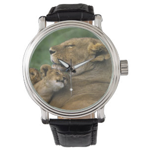 Montre Tanzanie, cratère du Ngorongoro. Lionne africaine