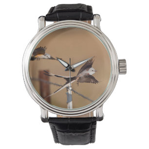 Montre Tyrannus forficatus