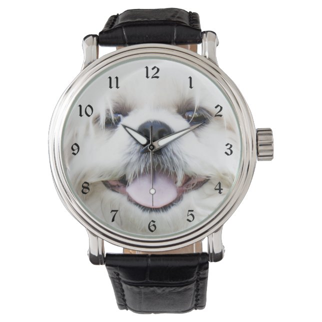 Montre Tzu blanc shih (devant)