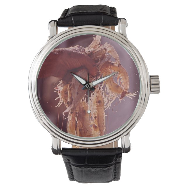 Montre Une poignée de crevettes (devant)