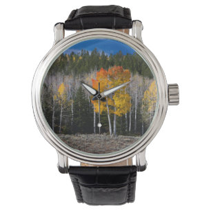 Montre Utah, États-Unis. Peupliers Trembles (Populus Trem