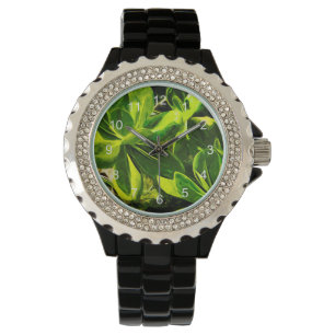 Montre Vert Succulent Ocean Beach Plante Abstrait