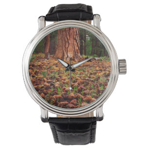 Montre Vieux pin Ponderosa avec des cônes de pin