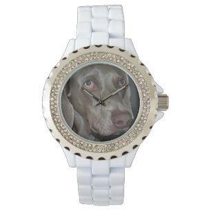 Montre Weimaraner