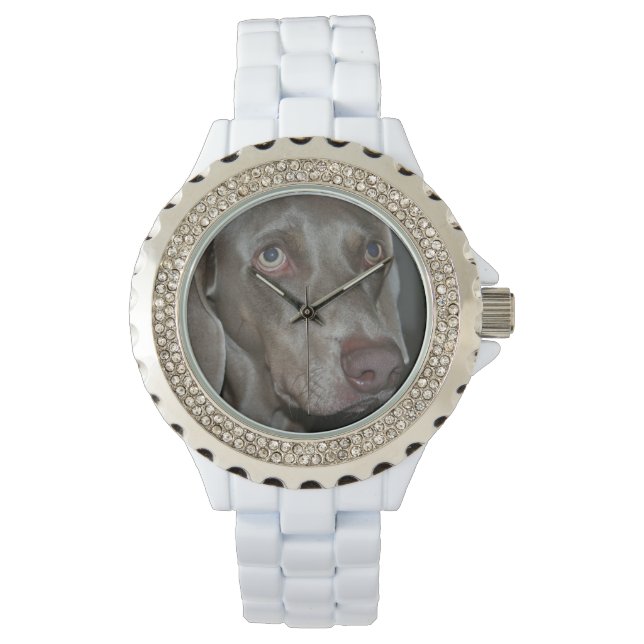 Montre Weimaraner (devant)