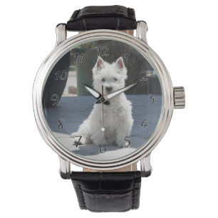 Montre White West Highland Terrier assis sur le trottoir
