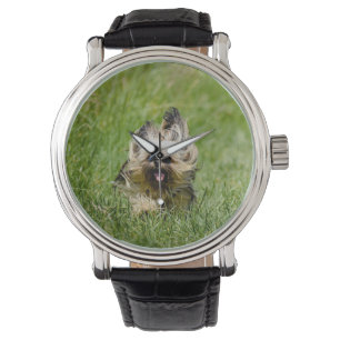 Montre Yorkshire Terrier mignon courant dans l'herbe