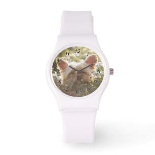 Montre Yorkshire Terrier Posé dans le soleil lécher les l