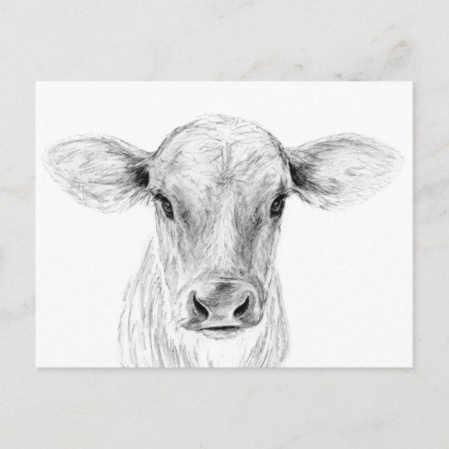 Moo A Young Jersey Cow Postkarte (Vorderseite)