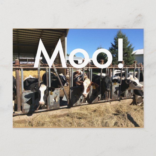 Moo Cows Postkarten (Vorderseite)