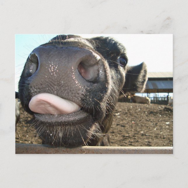 MOO KISSES POSTKARTE (Vorderseite)