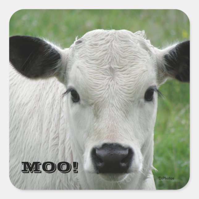 Moo - Weiße Kuhkleber Quadratischer Aufkleber (Vorderseite)