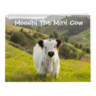 Moochi le mini calendrier de vache