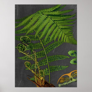Moody Art Fern mit Chalkboard Background Nr. 8 Poster